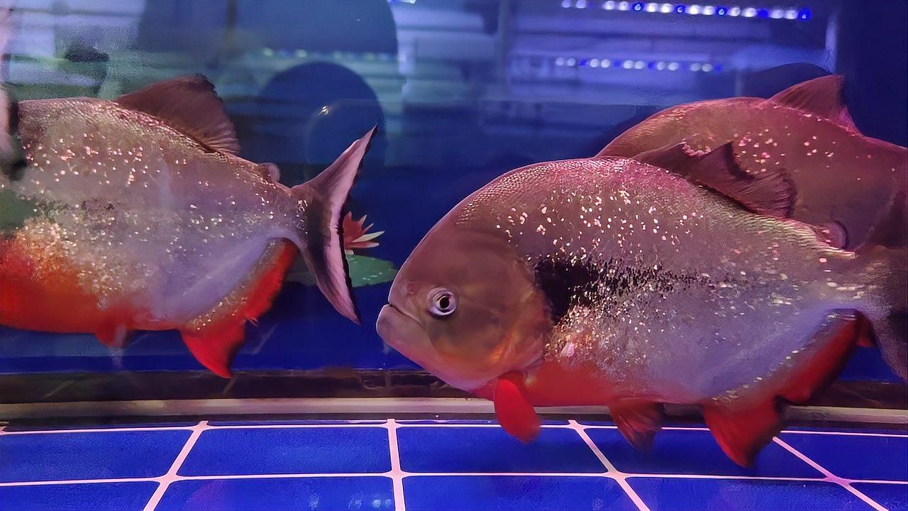 魚打架受傷后多久會自愈，魚打架受傷后多久會自愈，魚類在自然狀態(tài)下會因為爭斗而受傷