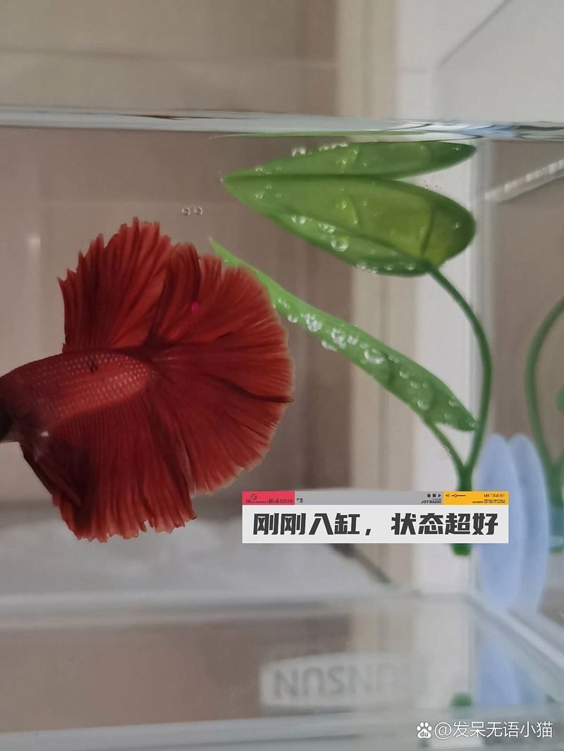 魚兒趴缸底后如何恢復，魚兒趴缸底后如何恢復正常生活狀態
