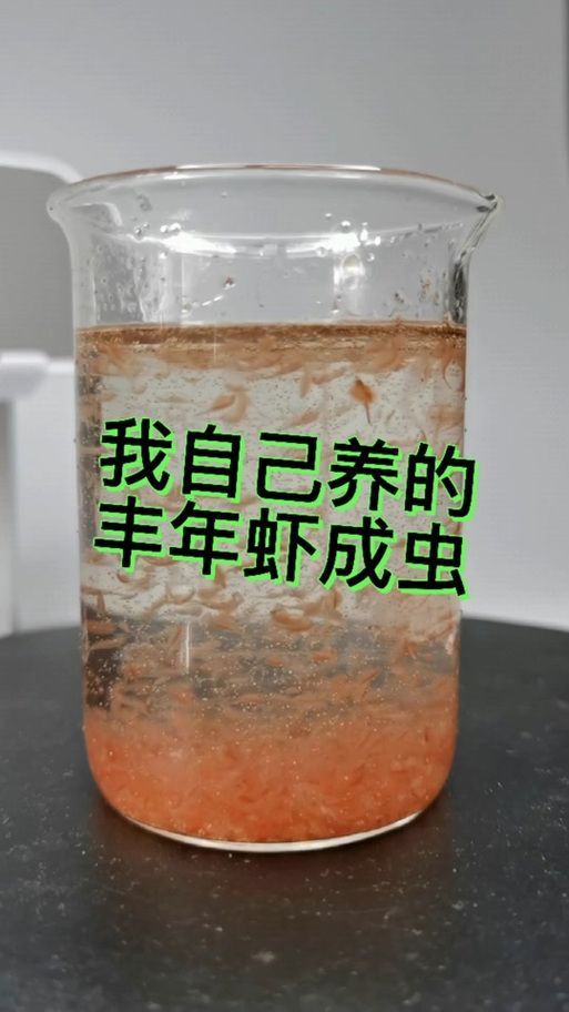 如何培養豐年蝦，豐年蝦養殖技術