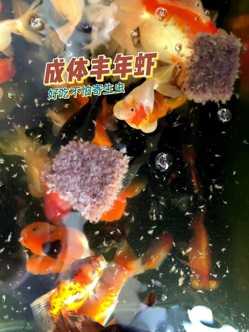 如何培養豐年蝦，豐年蝦養殖技術