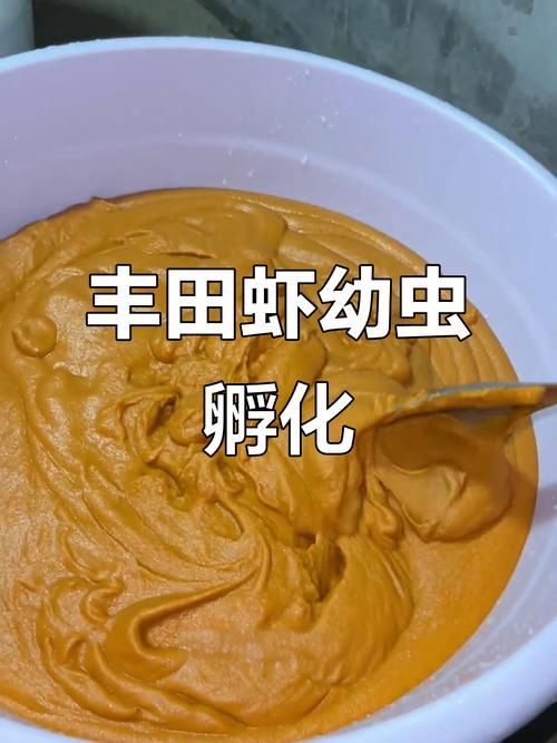 如何培養豐年蝦，豐年蝦養殖技術