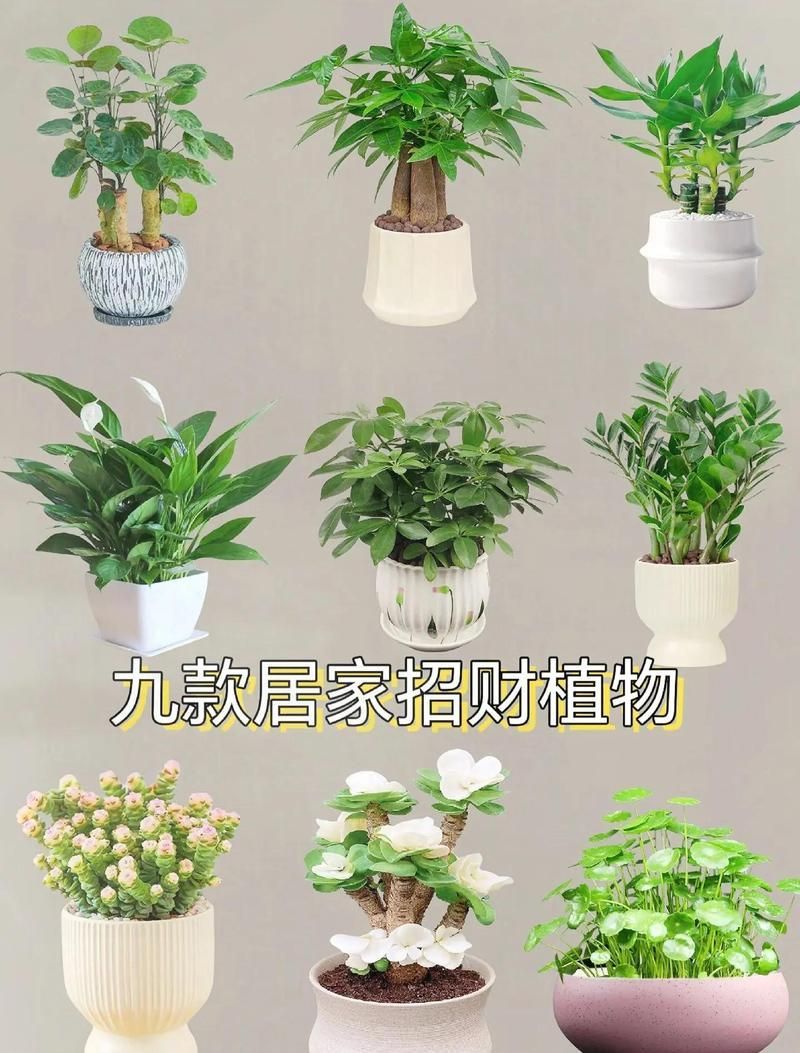 如何養護這些鎮宅聚財花卉，鎮宅聚財花卉養護技巧