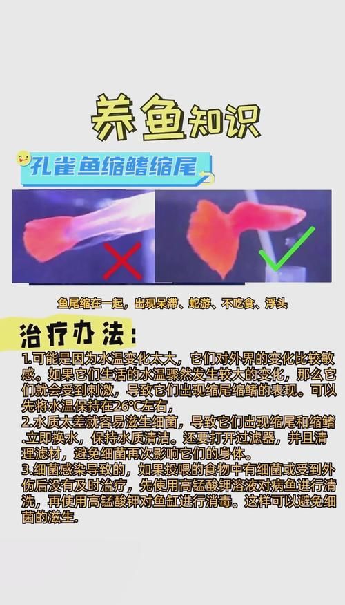 提供魚的常見(jiàn)病與防治圖片，關(guān)于魚類常見(jiàn)疾病及其防治方法的詳細(xì)解析