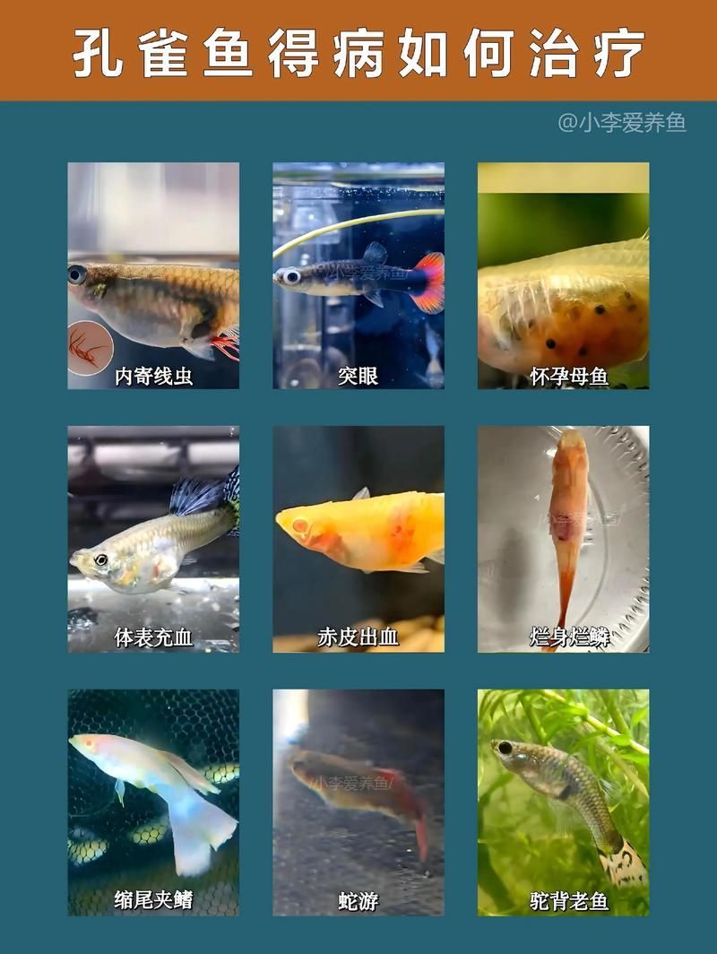 提供魚的常見(jiàn)病與防治圖片，關(guān)于魚類常見(jiàn)疾病及其防治方法的詳細(xì)解析