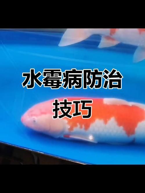 提供魚的常見(jiàn)病與防治圖片，關(guān)于魚類常見(jiàn)疾病及其防治方法的詳細(xì)解析