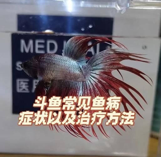 提供魚的常見(jiàn)病與防治圖片，關(guān)于魚類常見(jiàn)疾病及其防治方法的詳細(xì)解析