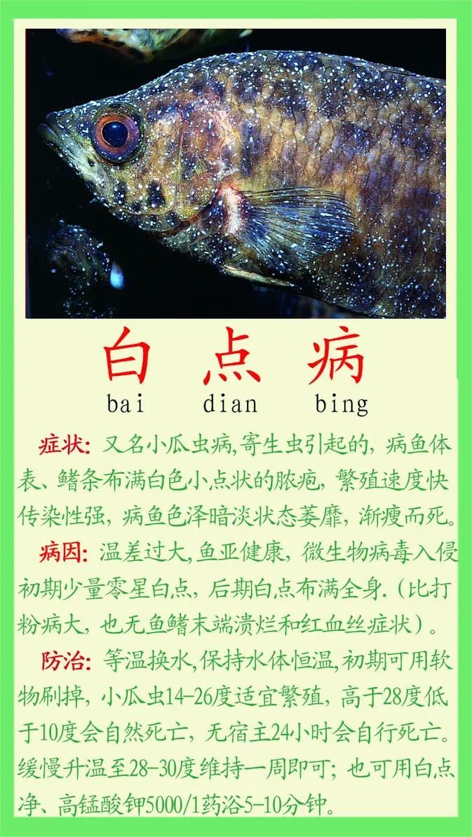 提供魚的常見(jiàn)病與防治圖片，關(guān)于魚類常見(jiàn)疾病及其防治方法的詳細(xì)解析