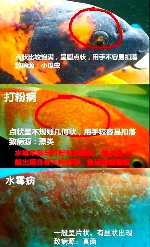 提供魚的常見(jiàn)病與防治圖片，關(guān)于魚類常見(jiàn)疾病及其防治方法的詳細(xì)解析