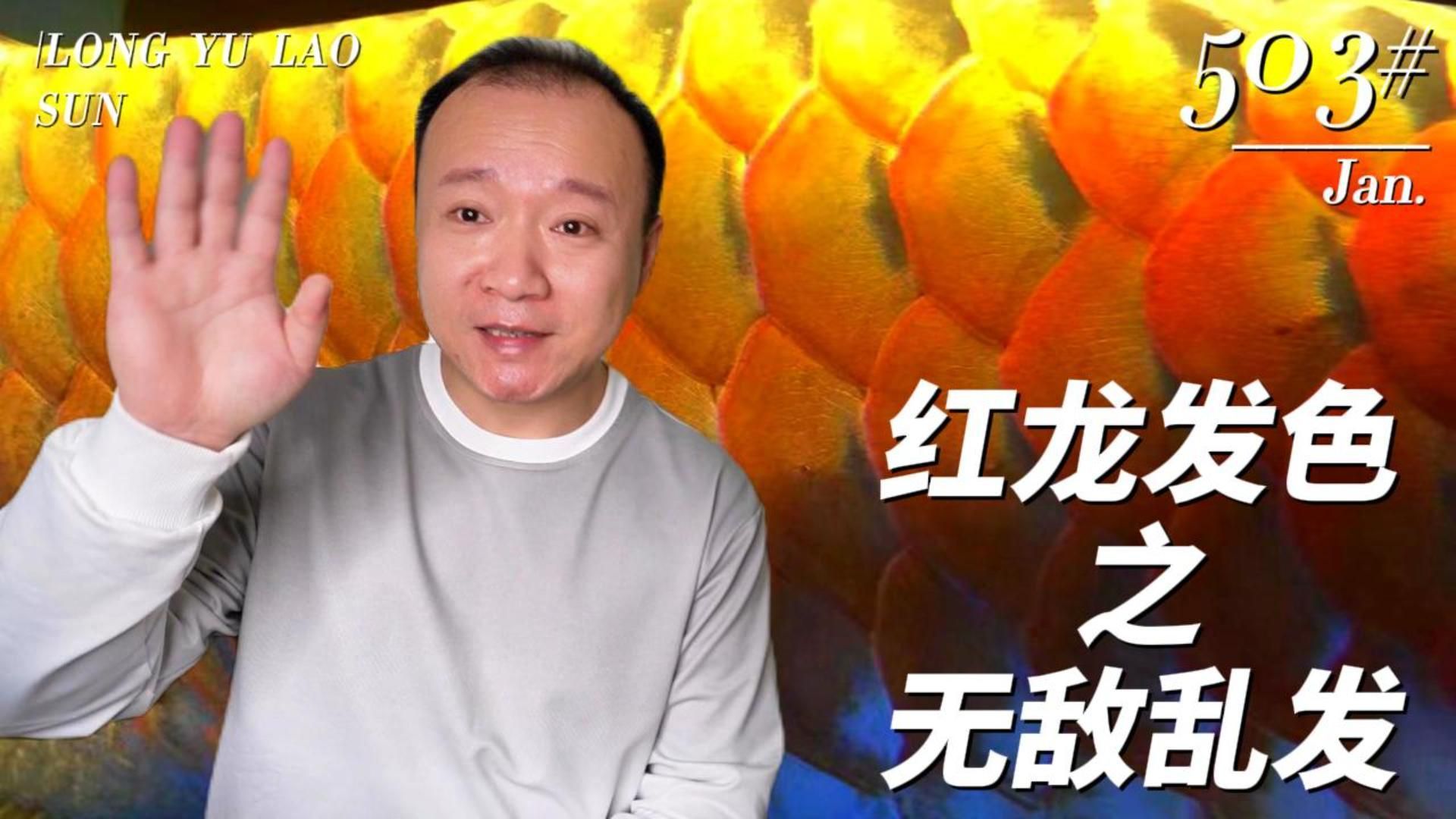 有哪些龍魚品種對顏色特別敏感？，銀龍魚品種對顏色的敏感度有助于養魚者創造一個適宜生活環境