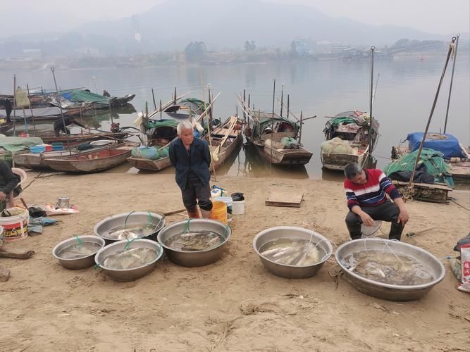 哪里可以購買到正宗的三水龍魚？，三水龍魚如何辨別正宗龍魚品種，如何辨別正宗龍魚品種