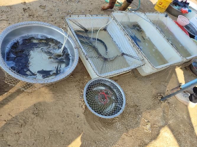 哪里可以購買到正宗的三水龍魚？，三水龍魚如何辨別正宗龍魚品種，如何辨別正宗龍魚品種
