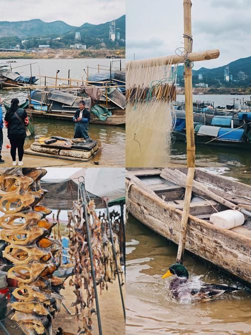 哪里可以購買到正宗的三水龍魚？，三水龍魚如何辨別正宗龍魚品種，如何辨別正宗龍魚品種