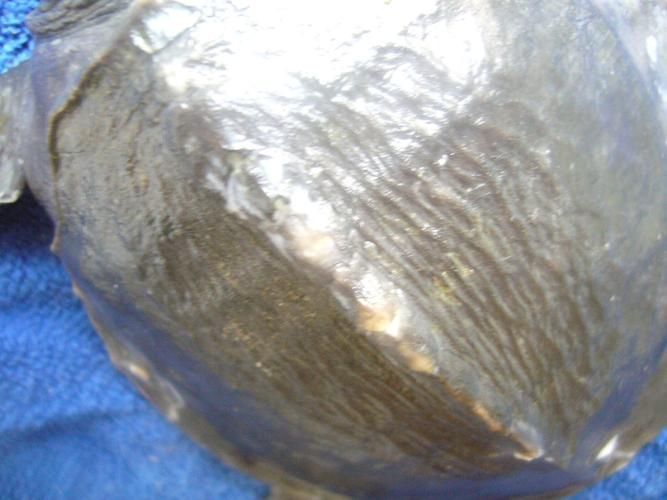 有沒有龍魚水霉病的圖片示例，如何預防龍魚水霉病的發生，有沒有龍魚水霉病的治療案例