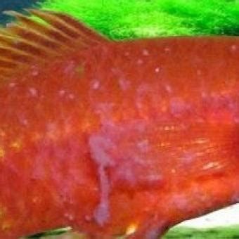 龍魚吐白色絮狀物需要立即換水嗎？，龍魚吐白色絮狀物是否需要立即換水結論判斷是否需要立即換水