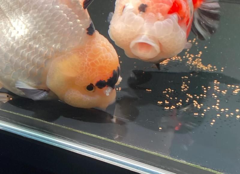 金魚喂食有哪些注意事項，科學養(yǎng)魚不翻車異世界入門指南,金魚喂食避坑指南 金魚喂食有哪些注意事項，科學養(yǎng)魚不翻車異世界入門指南,金魚喂食避坑指南 龍魚百科 第1張