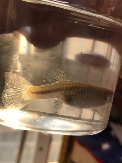 孔雀魚(yú)繁殖時(shí)需要注意什么，孔雀魚(yú)怎么繁殖