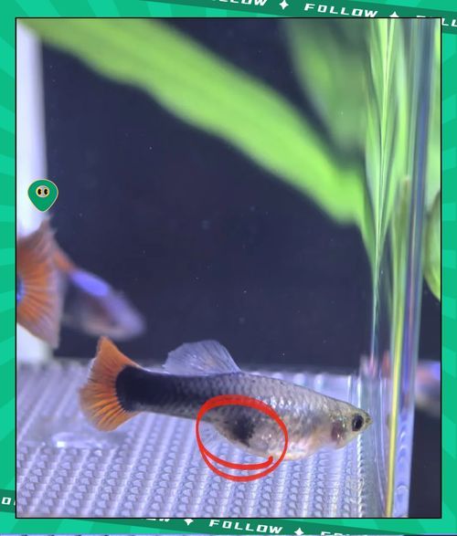 孔雀魚(yú)繁殖時(shí)需要注意什么，孔雀魚(yú)怎么繁殖