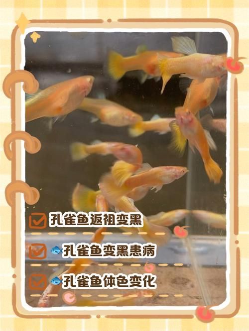 孔雀魚(yú)繁殖時(shí)需要注意什么，孔雀魚(yú)怎么繁殖