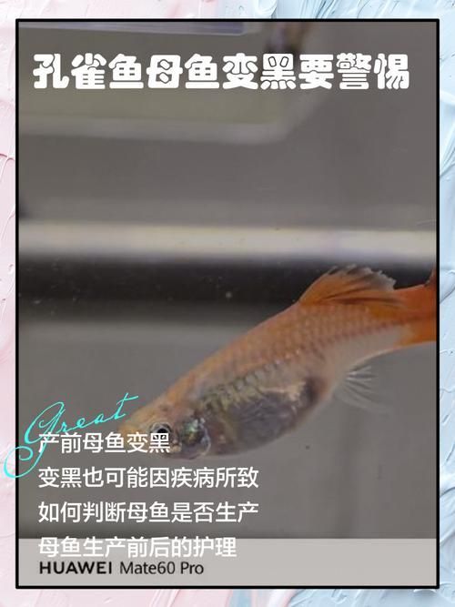 孔雀魚(yú)繁殖時(shí)需要注意什么，孔雀魚(yú)怎么繁殖