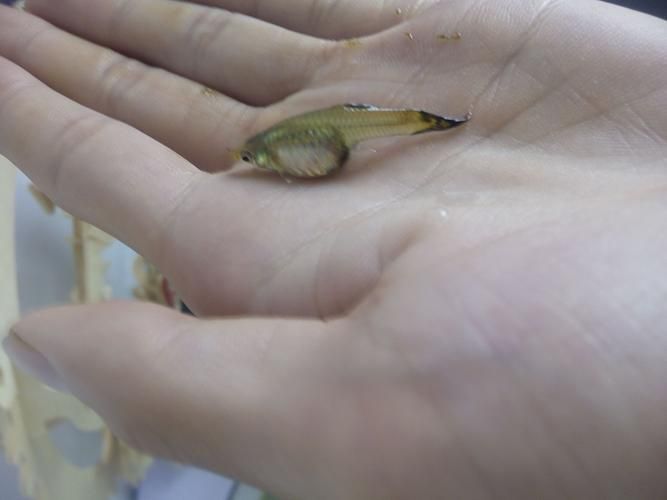 孔雀魚(yú)繁殖時(shí)需要注意什么，孔雀魚(yú)怎么繁殖