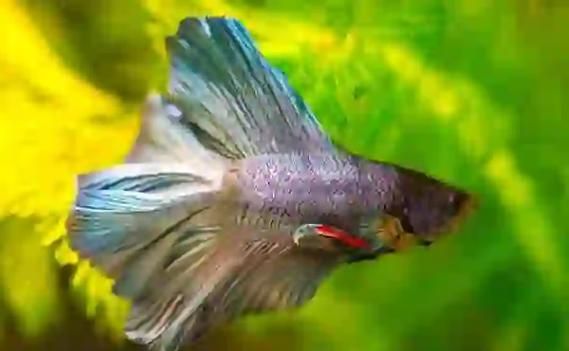 孔雀魚(yú)繁殖時(shí)需要注意什么，孔雀魚(yú)怎么繁殖