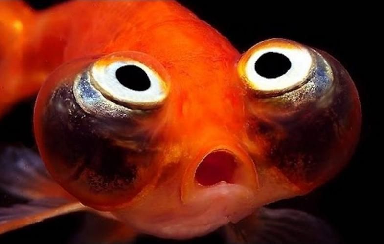 如何預(yù)防魚蒙眼病，魚蒙眼病的預(yù)防