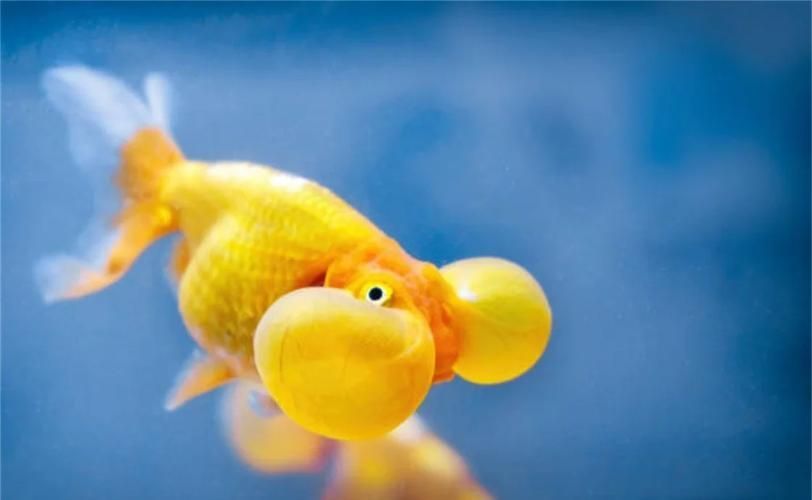 如何預(yù)防魚蒙眼病，魚蒙眼病的預(yù)防