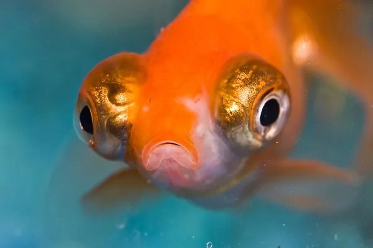 如何預(yù)防魚蒙眼病，魚蒙眼病的預(yù)防