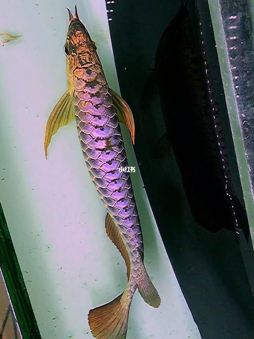 給我一些過背金龍藍底品系的圖片，過背金龍藍底及系圖片欣賞