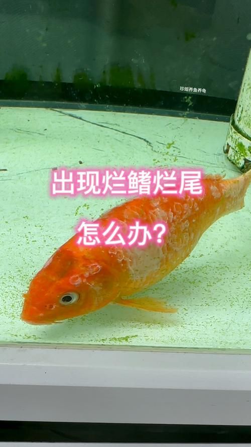 圖騰金龍魚病有哪些癥狀，圖騰金龍魚可能會出現高清疾病癥狀的高清配圖資料