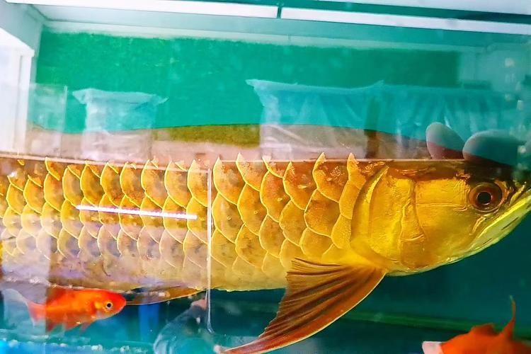 圖騰金龍魚病有哪些癥狀，圖騰金龍魚可能會出現高清疾病癥狀的高清配圖資料