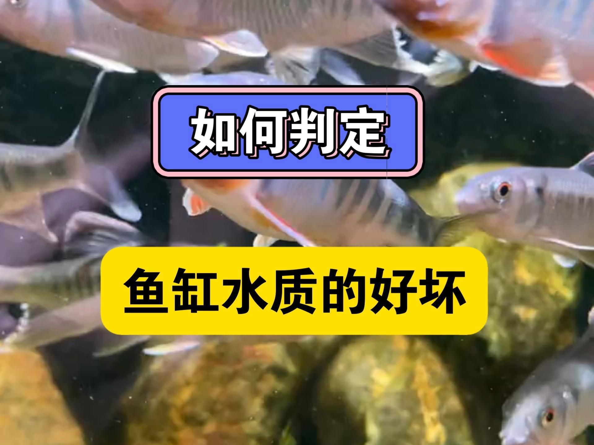 如何判斷魚缸水是否安全，判斷魚缸水是否安全是確保魚類健康和水質(zhì)穩(wěn)定的關(guān)鍵
