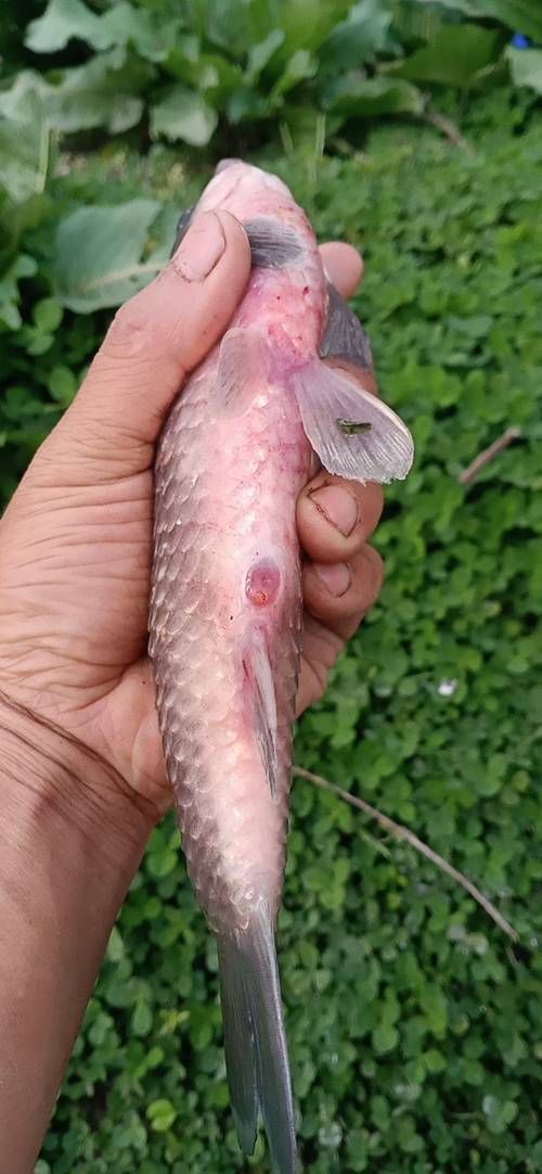 如何判斷魚類是否患有細菌性腸炎病，arxiv論文助手arxiv論文助手（server_id=2）