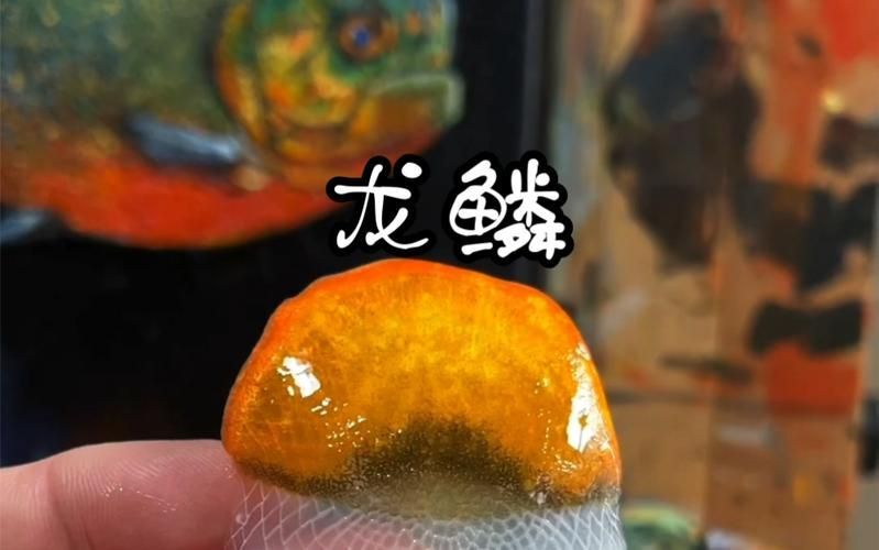 如何判斷兩條龍魚是否適應(yīng)混養(yǎng)，兩條龍魚是否適應(yīng)混養(yǎng)