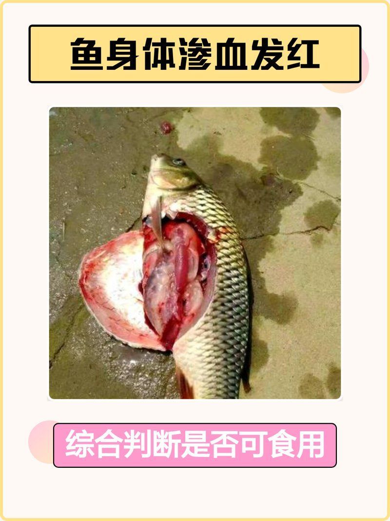 如何判斷魚體滲血是否嚴(yán)重，魚體滲血怎么辦