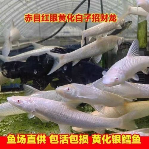 白子招財(cái)龍有哪些材質(zhì)選擇，如何區(qū)分真假白子招財(cái)龍，白子招財(cái)龍有哪些飼養(yǎng)技巧