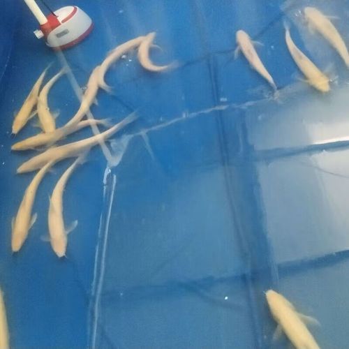 白子招財(cái)龍有哪些材質(zhì)選擇，如何區(qū)分真假白子招財(cái)龍，白子招財(cái)龍有哪些飼養(yǎng)技巧
