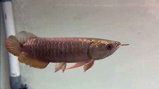 李亞四龍魚有哪些經典品種？，李亞四龍魚的飼養技巧