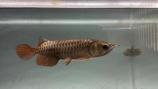 李亞四龍魚有哪些經典品種？，李亞四龍魚的飼養技巧