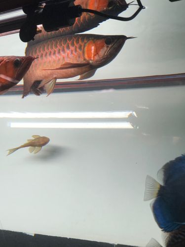 李亞四龍魚有哪些經典品種？，李亞四龍魚的飼養技巧