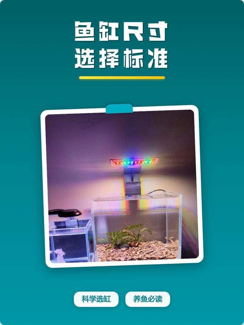 40公分金龍魚(yú)需要哪些設(shè)備配置，40公分金龍魚(yú)尺寸全攻略|新手必看容量對(duì)照表