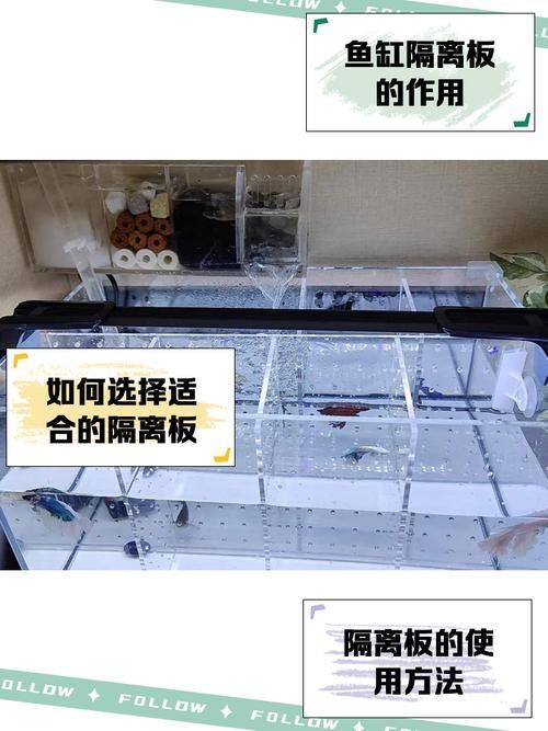 如何減少招財魚對龍魚的騷擾，如何減少招財魚騷擾