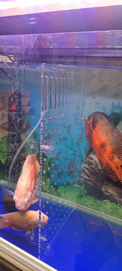 如何減少招財魚對龍魚的騷擾，如何減少招財魚騷擾