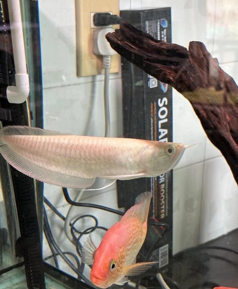 如何減少招財魚對龍魚的騷擾，如何減少招財魚騷擾