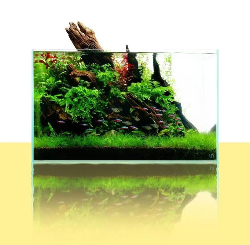 如何減少招財魚對龍魚的騷擾，如何減少招財魚騷擾