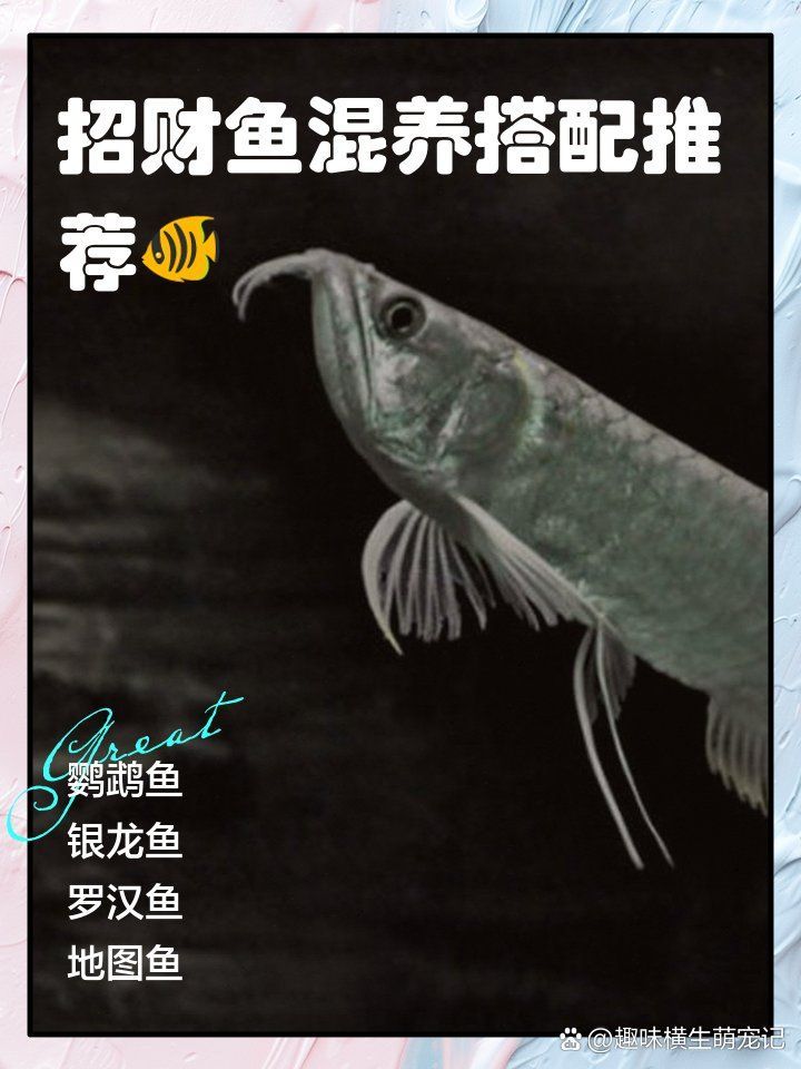 如何減少招財魚對龍魚的騷擾，如何減少招財魚騷擾