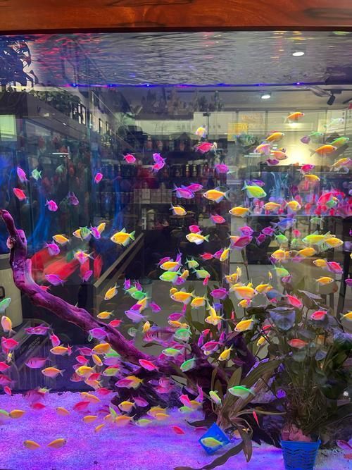 如何減少招財魚對龍魚的騷擾，如何減少招財魚騷擾