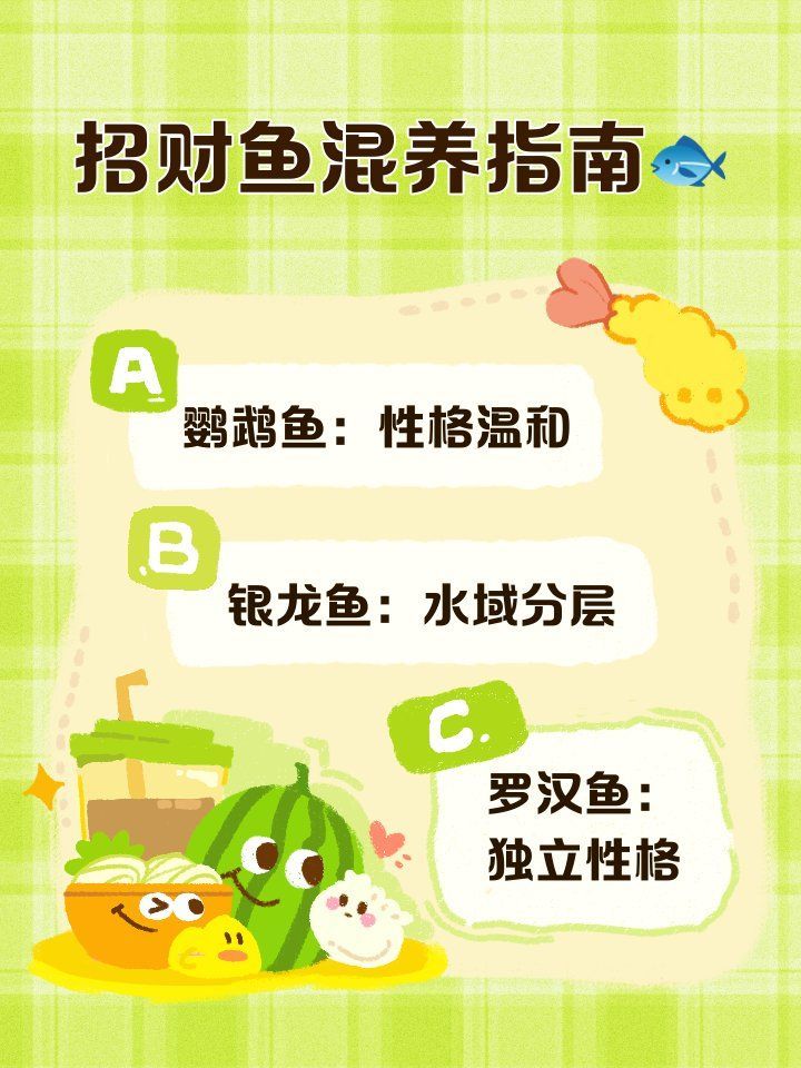 如何減少招財魚對龍魚的騷擾，如何減少招財魚騷擾