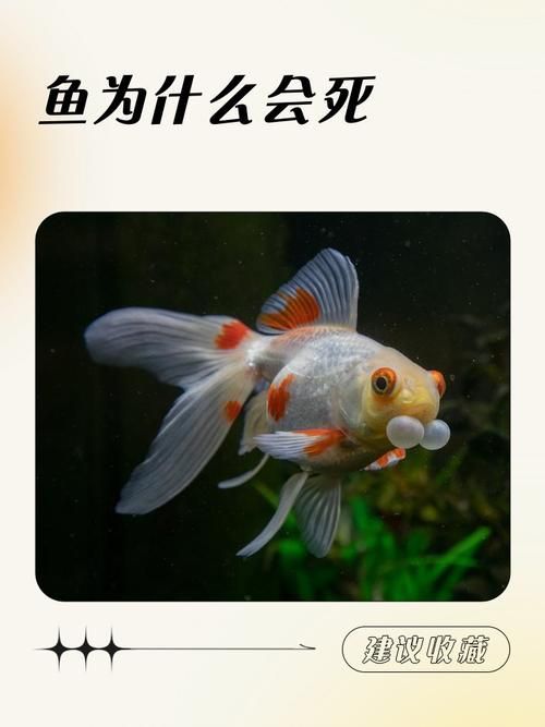 有沒有佛說魚安葬的圖片示例，佛教八吉祥中“雙魚”象征意義的圖文指南