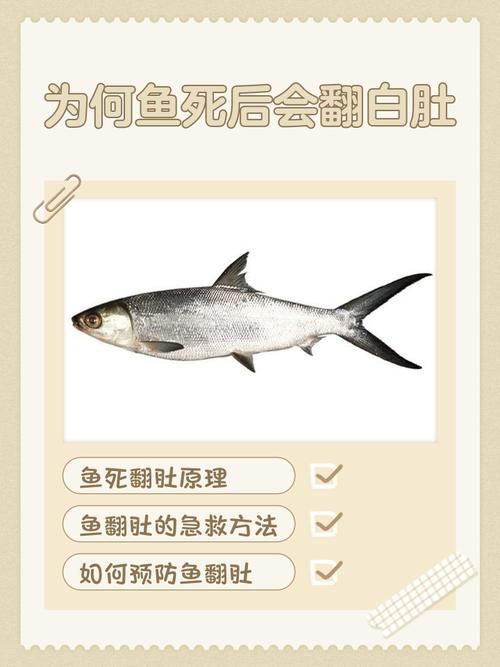 有沒有佛說魚安葬的圖片示例，佛教八吉祥中“雙魚”象征意義的圖文指南